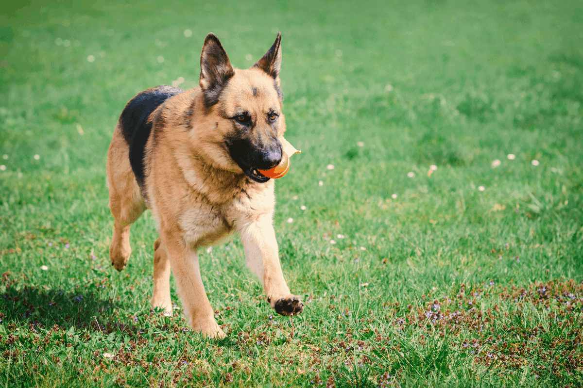 funny-german-shepherd-compilation-youtube