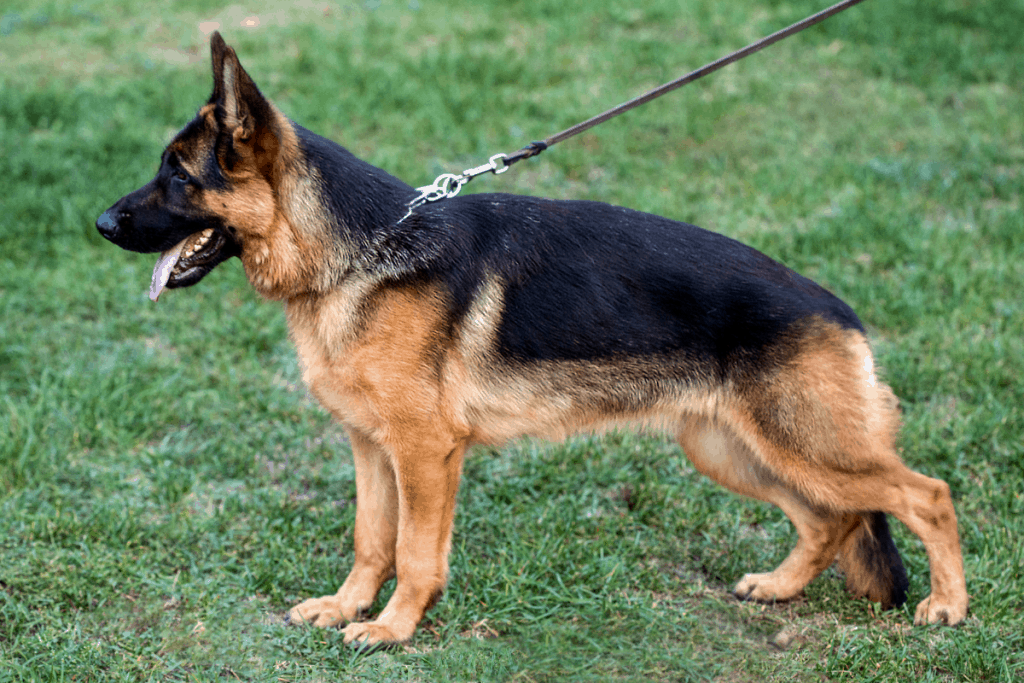 German Shepherd