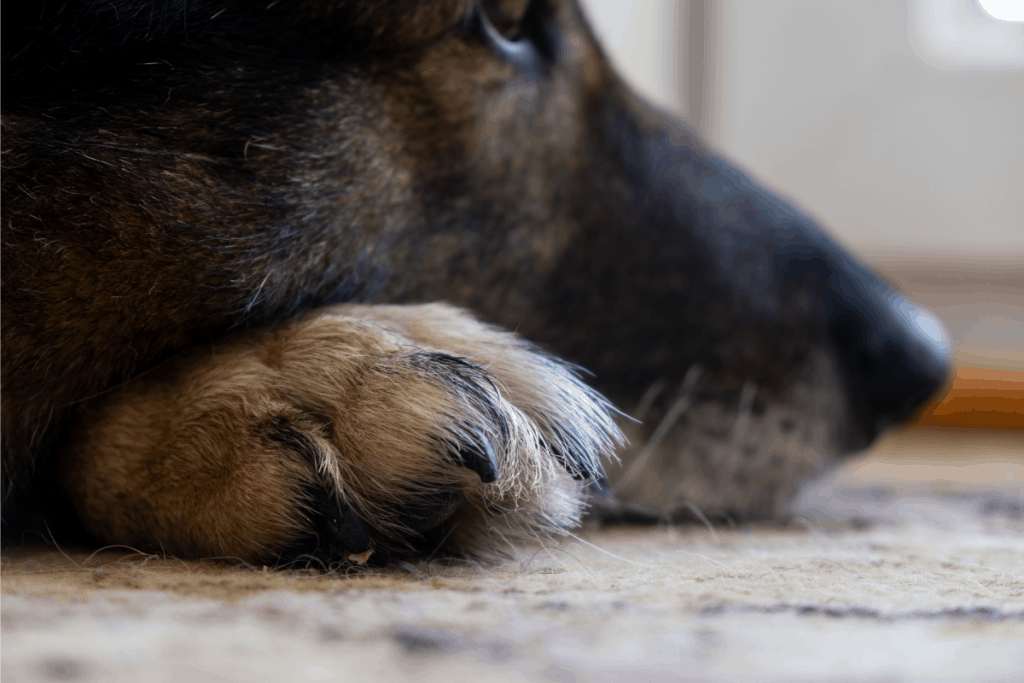 German Shepherd paw