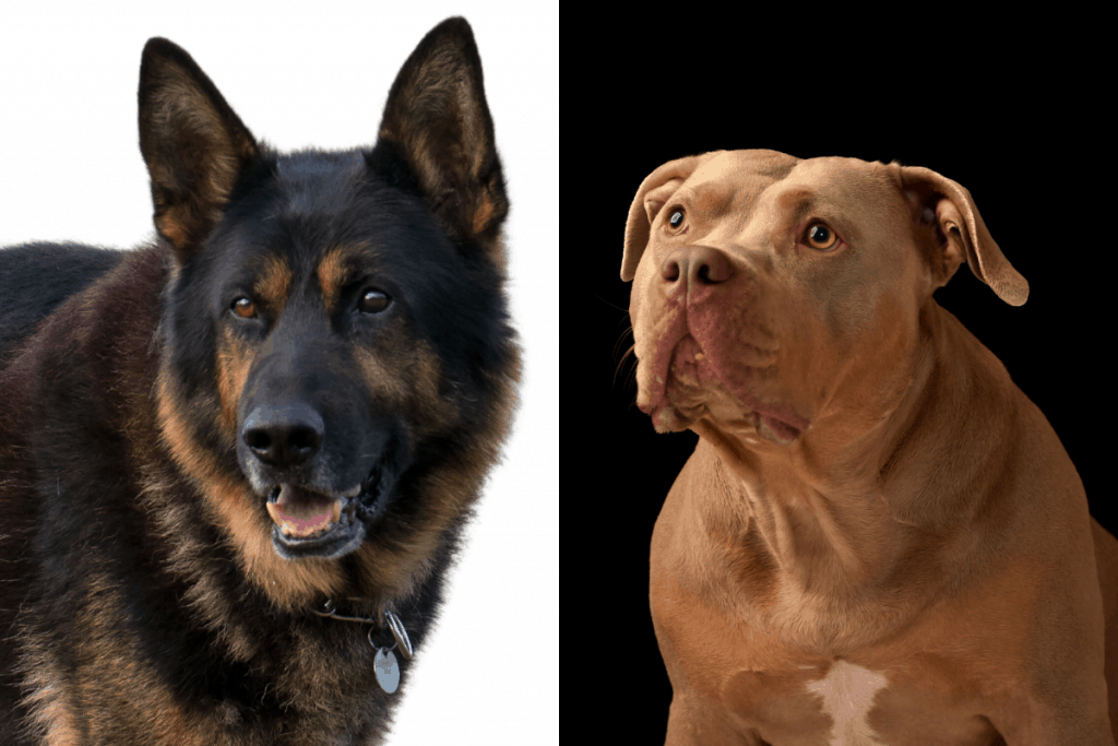 German Shepherd and Pitbull