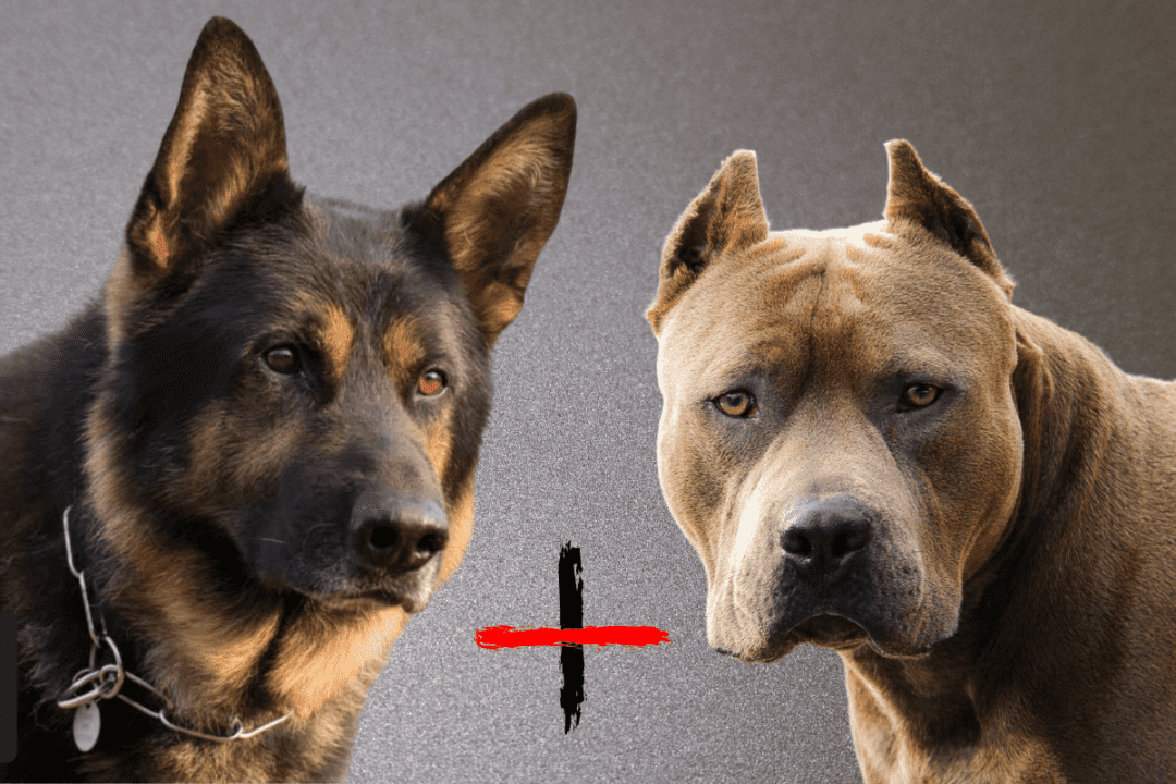 German Shepherd Pitbull Mix: All You Need to Know – The German Shepherder