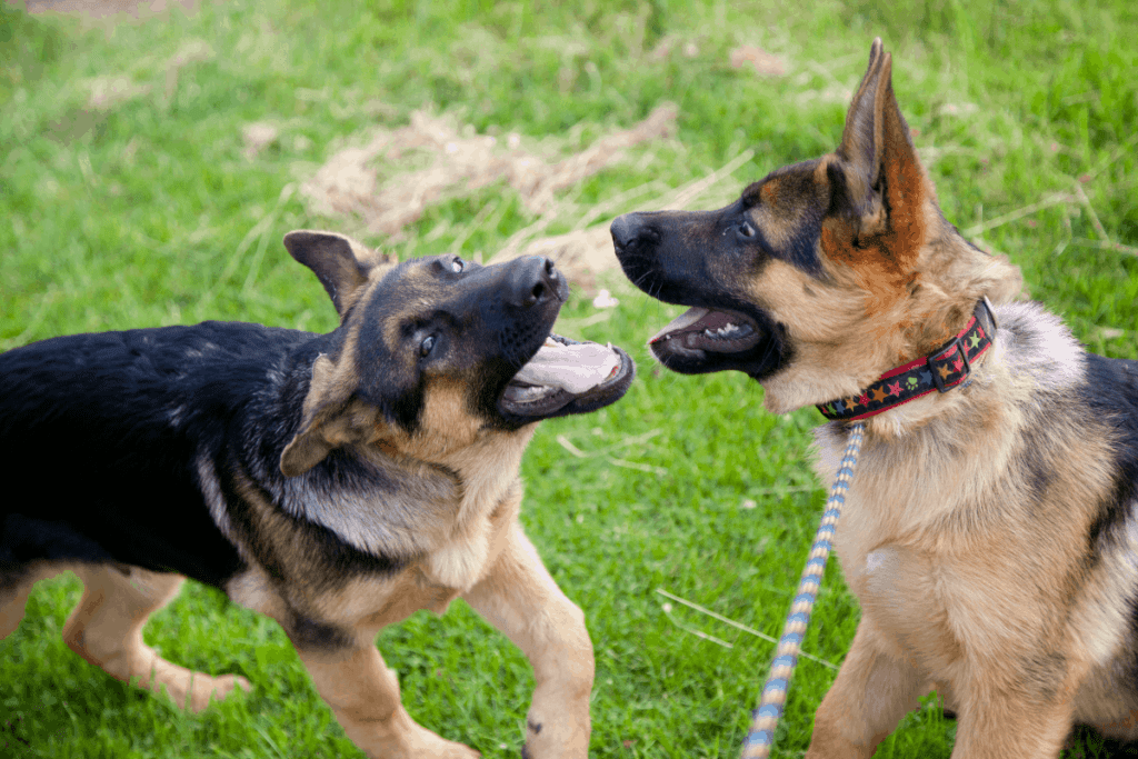 two German Shepherd puppies playing