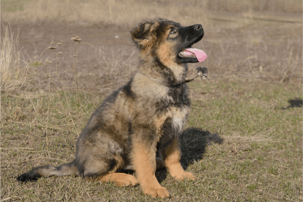 German Shepherd puppy sitting