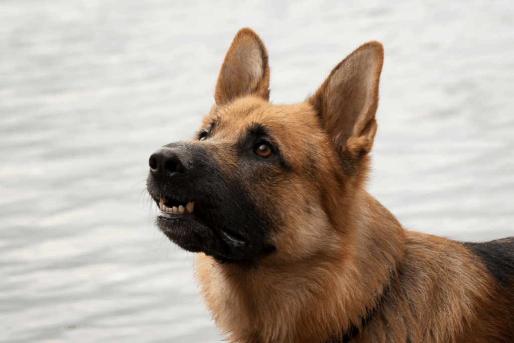 German Shepherd