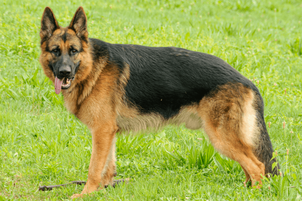 German Shepherd