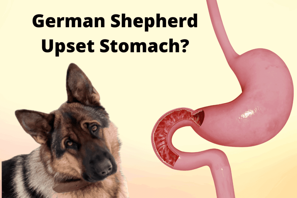 how are german shepherds helpful to humans