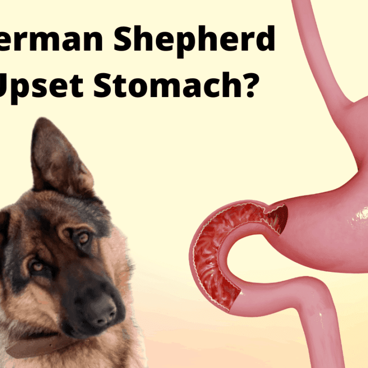 My 2 year old german shepherd has diarrhea