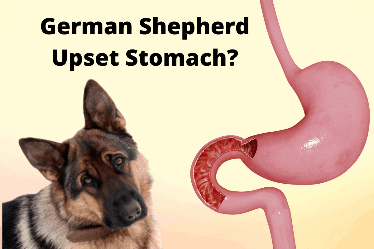 german-shepherd-upset-stomach-a-complete-care-guide-the-german