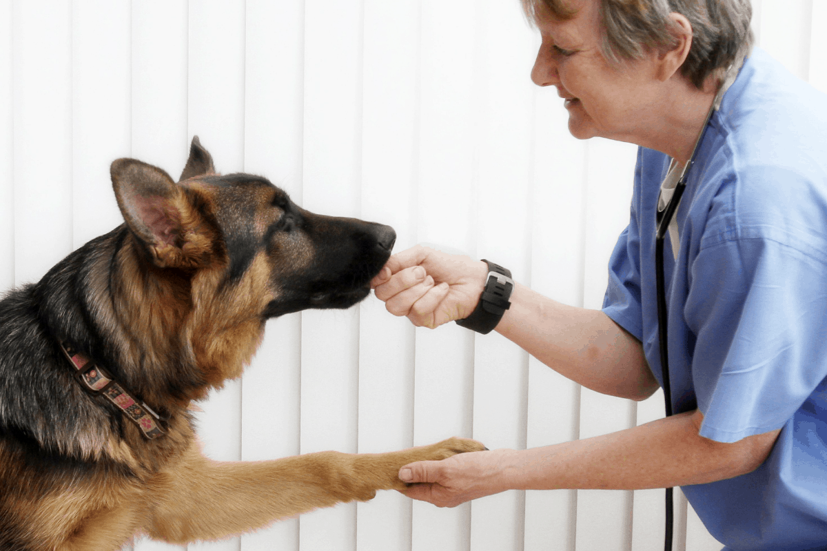 10 Caring Ways to Help a German Shepherd With Arthritis The German