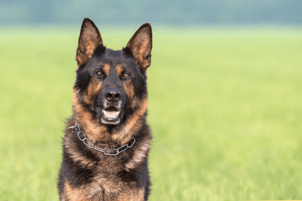 are coyotes related to german shepherds