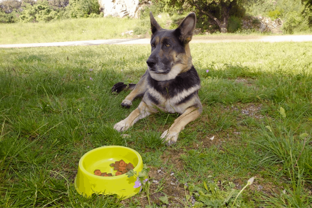 German Shepherd with food bowl in yard