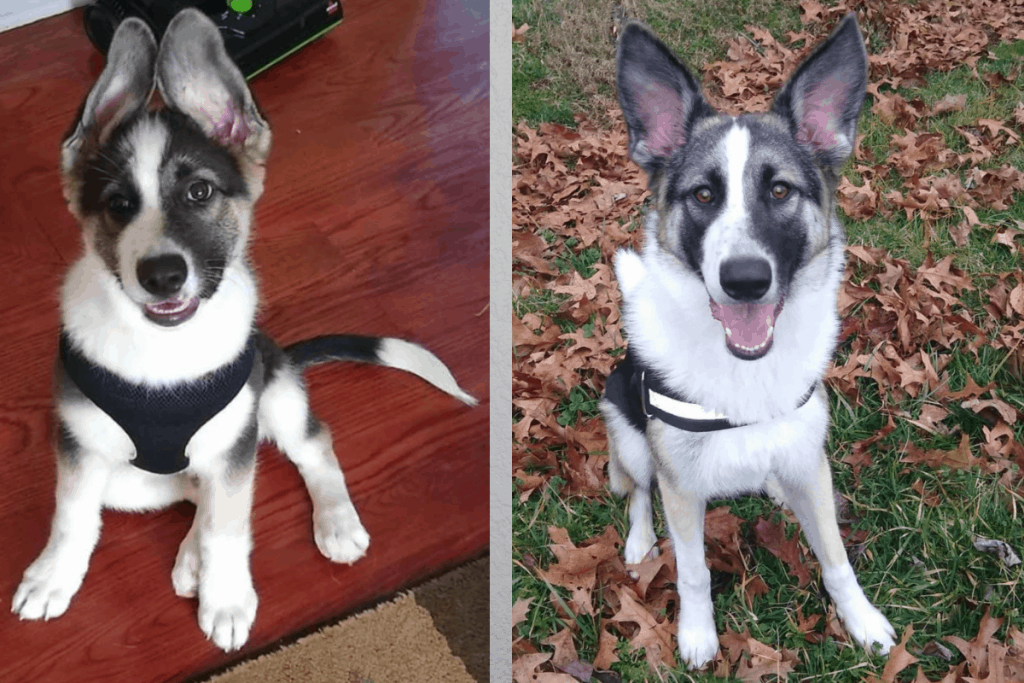 Panda German Shepherd and Panda German Shepherd puppy side by side images