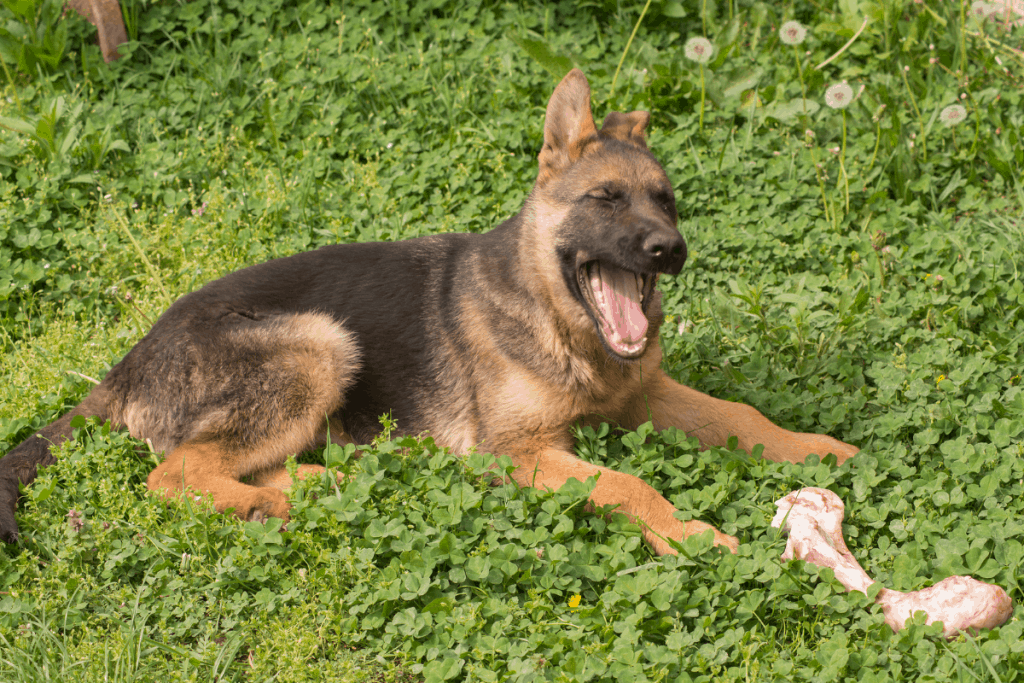 German Shepherd puppy with bone