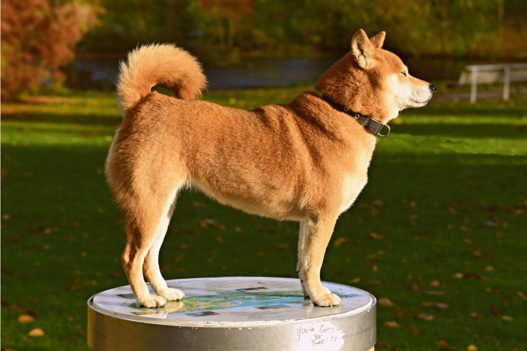 Shiba Inu