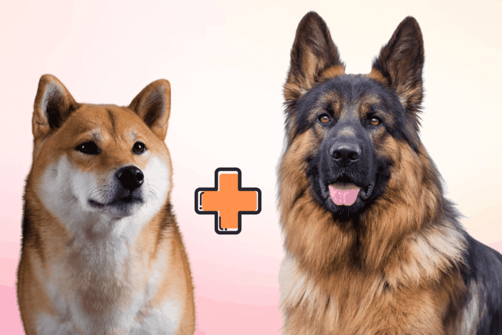 Shiba Inu and German Shepherd