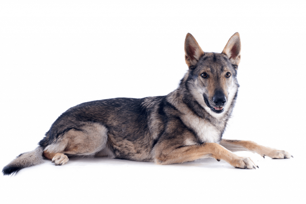 wolfdog german shepherd