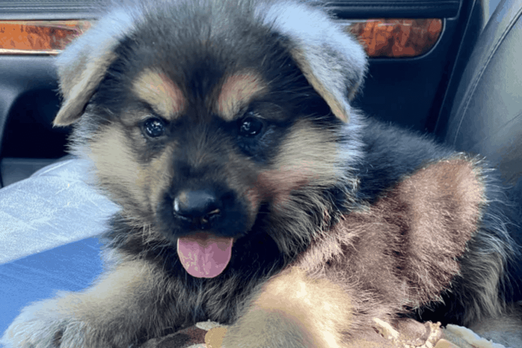 Dwarf German Shepherd