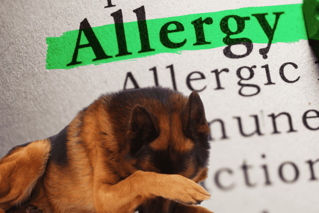 German Shepherd and allergies