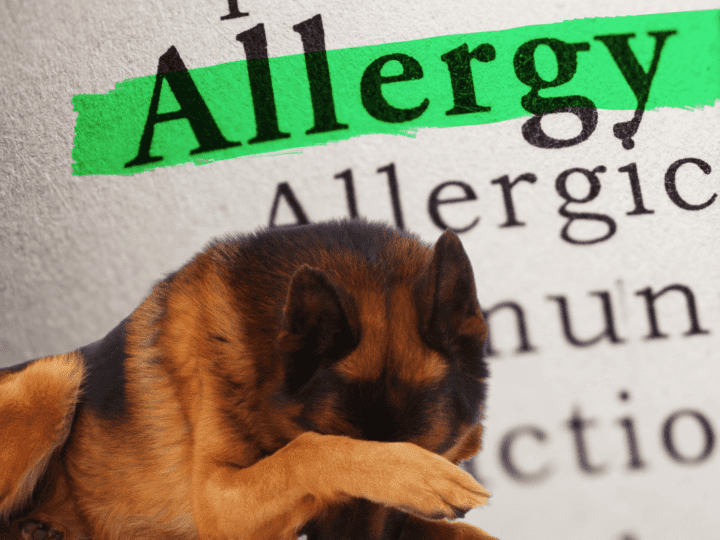 are german shepherds allergy friendly