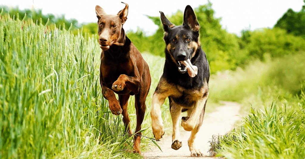 are german shepherds good friends