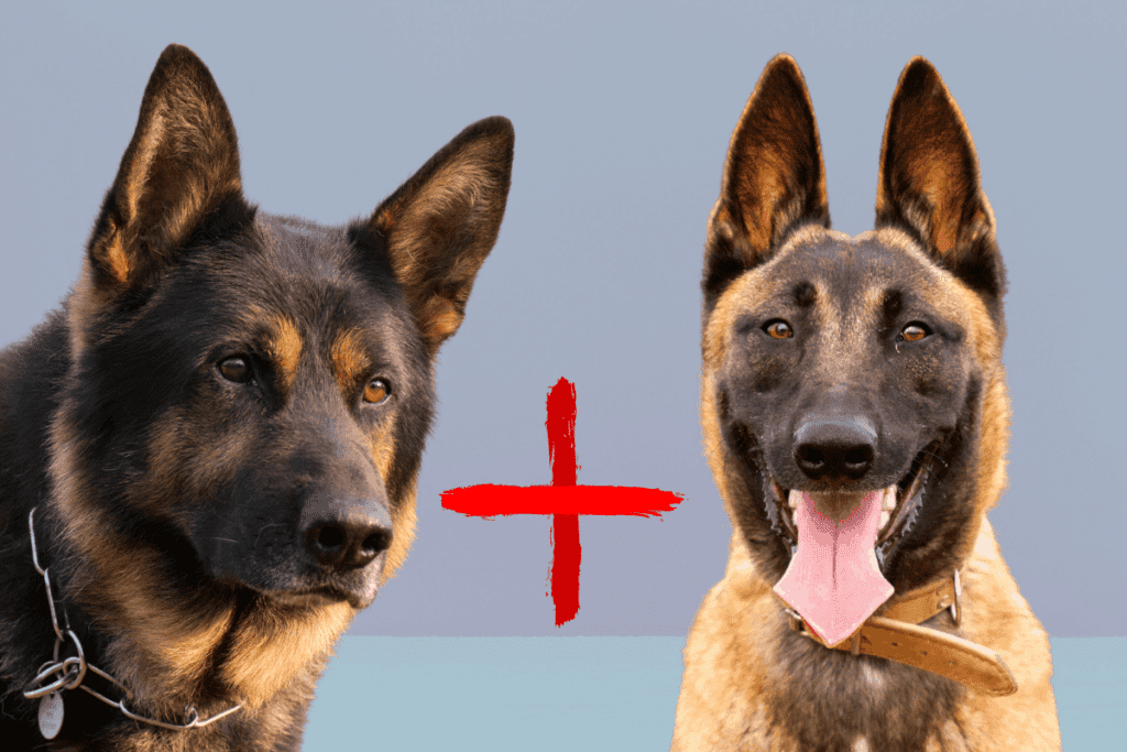 is a malinois a german shepherd