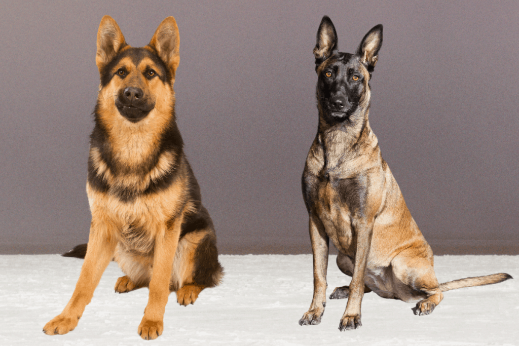 belgian shepherd is a mixed breed