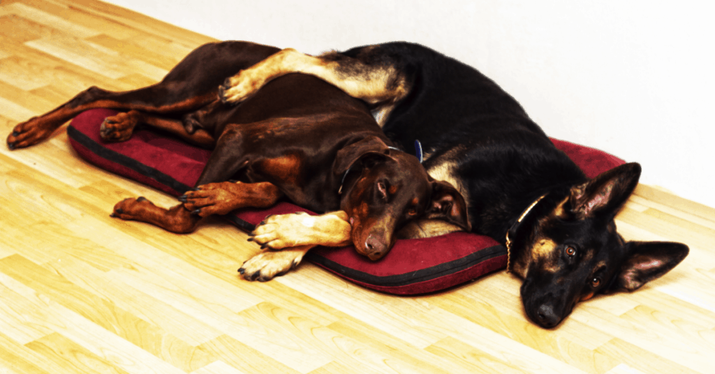 German Shepherd and Doberman laying together