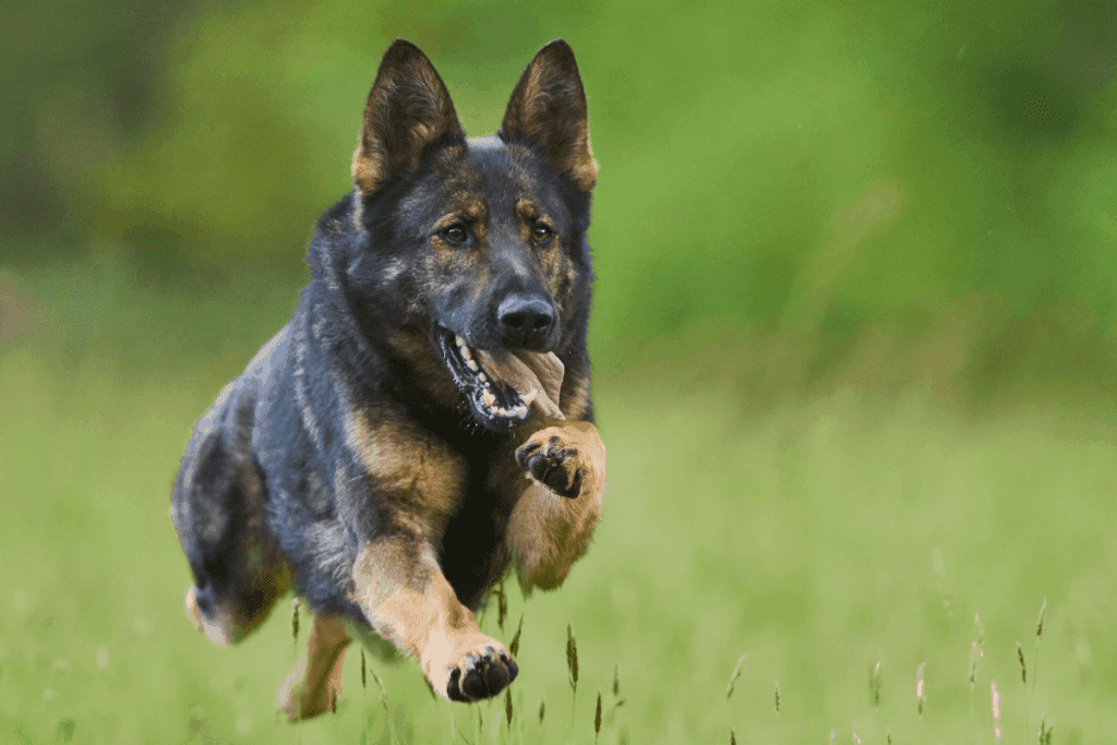 Are German Shepherds High Maintenance? Important Facts to Know The