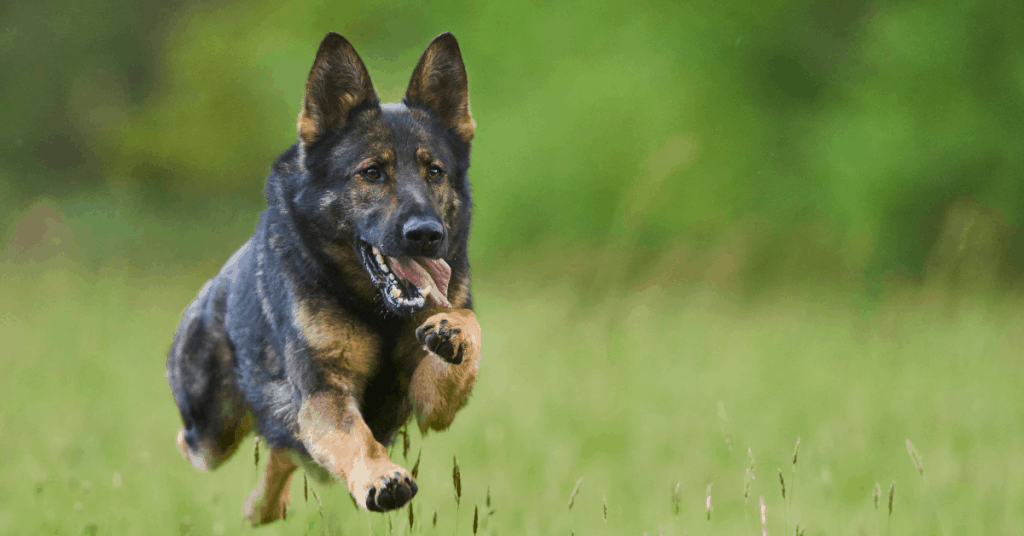 German Shepherd running and jumping