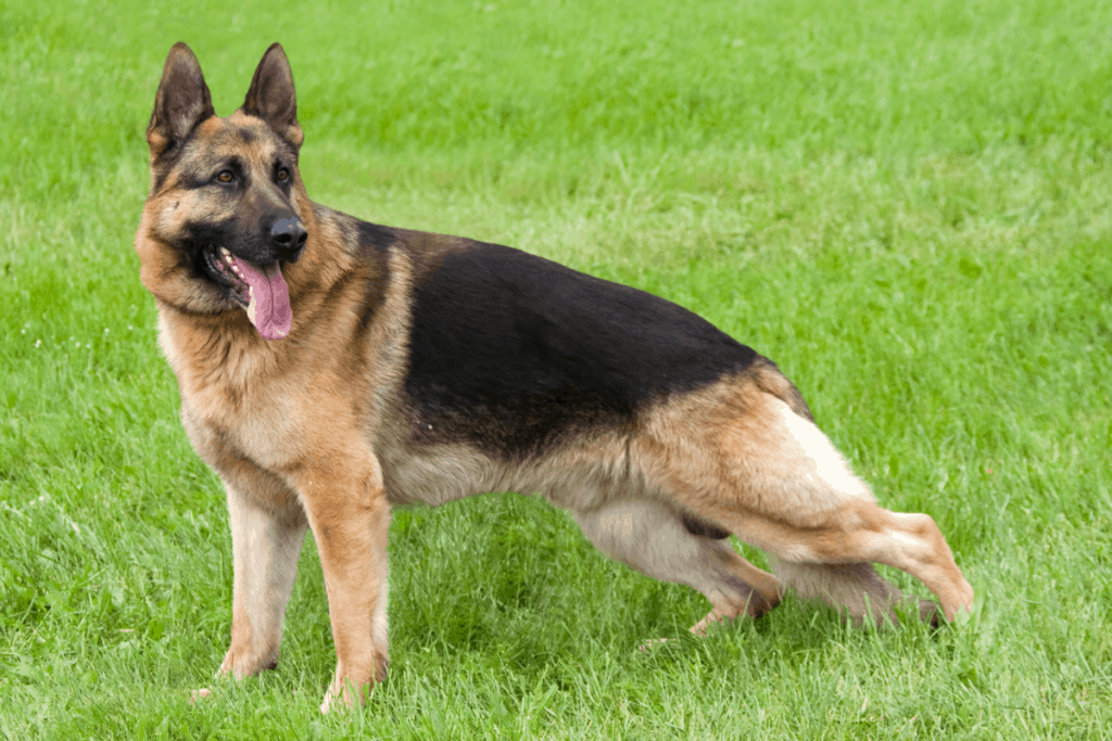 GSD in grass