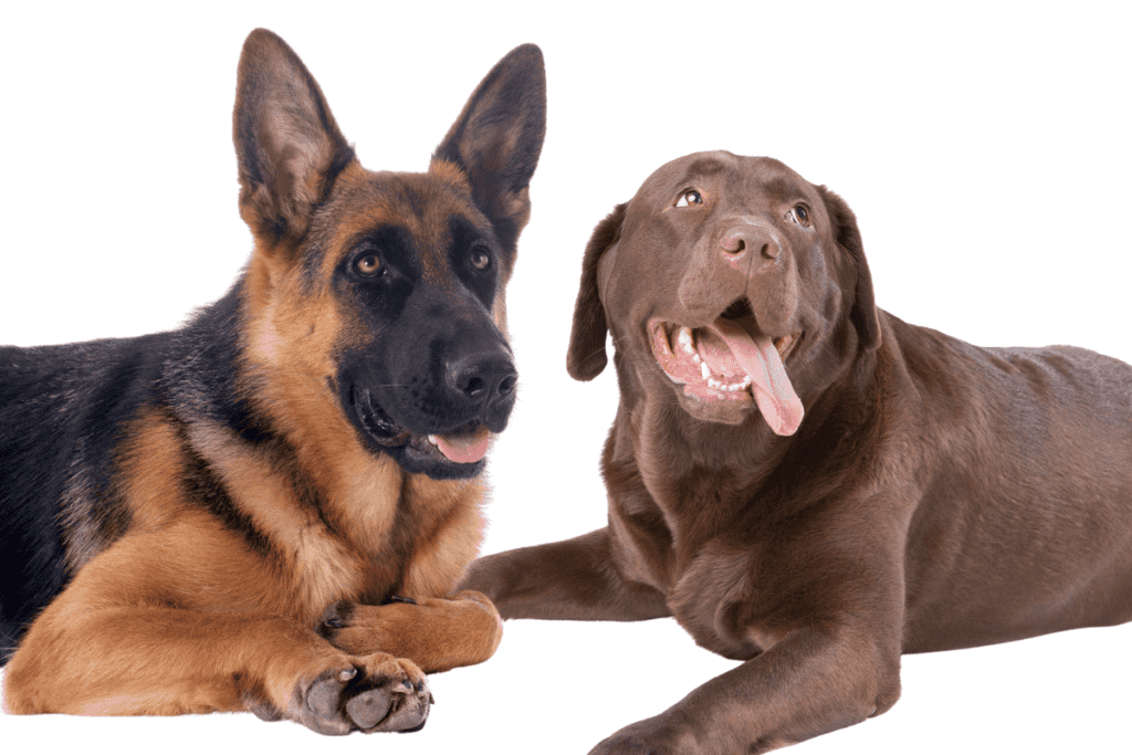 chocolate lab german shepherd mix puppies