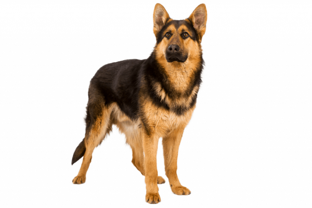 German Shepherd