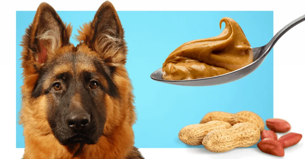 GSD and peanut butter
