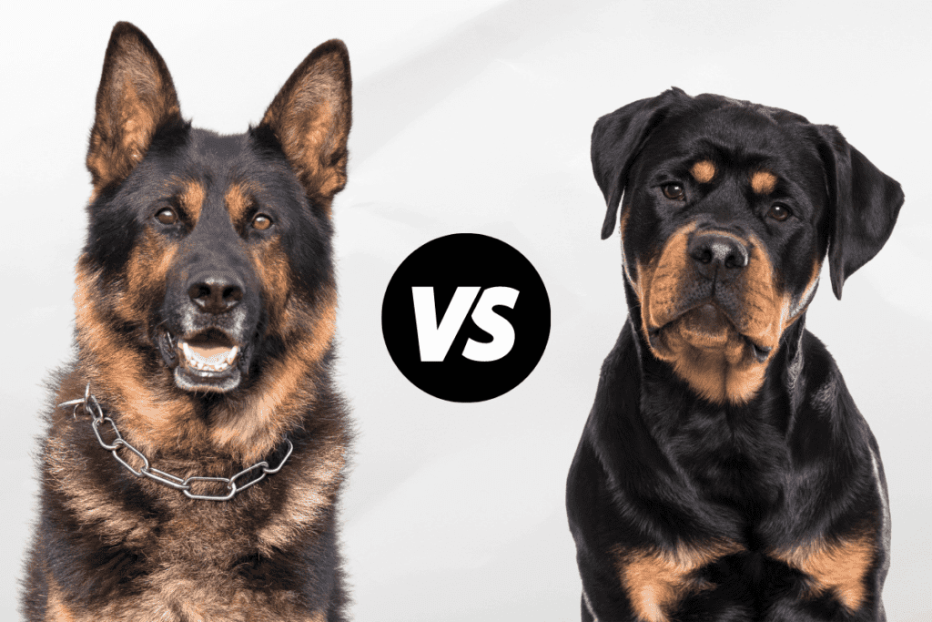 German Shepherd vs Rottweiler: Which Is Right for You? – The German ...