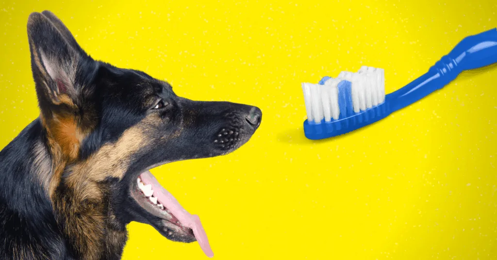 German Shepherd looking at toothbrush