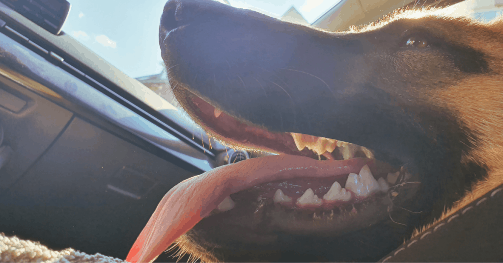 German Shepherd teeth close-up