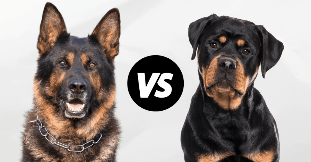 are rottweilers and german shepherds good together