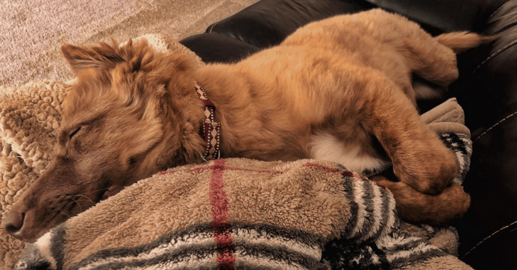 Liver German Shepherd pup on couch