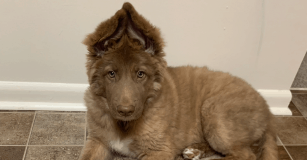 Liver German Shepherd pup with ears pointed up