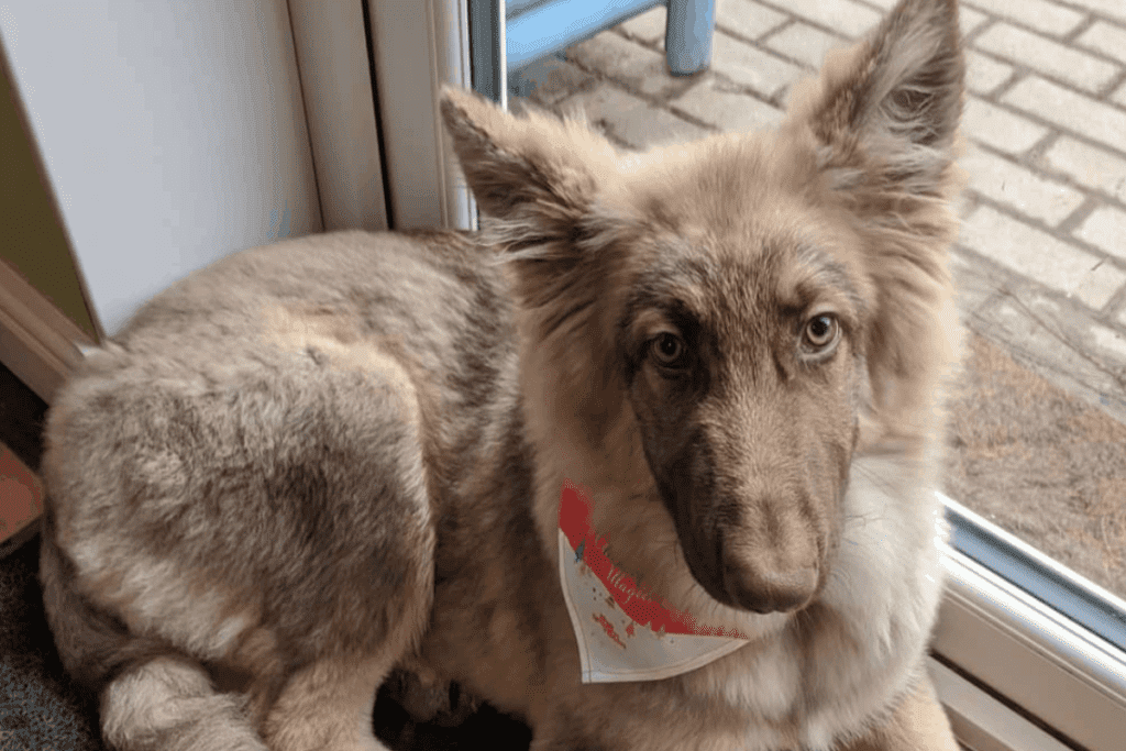 are bi colored german shepherds rare