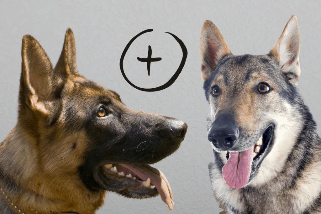 German Shepherd and Czech Wolfdog
