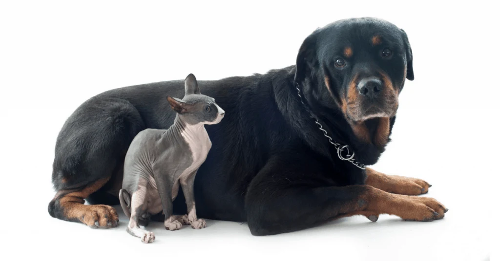 Rottweiler with hairless cat