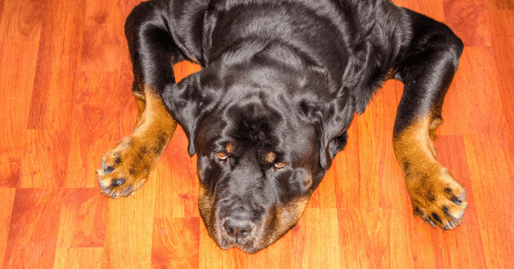 Rottweiler on floor