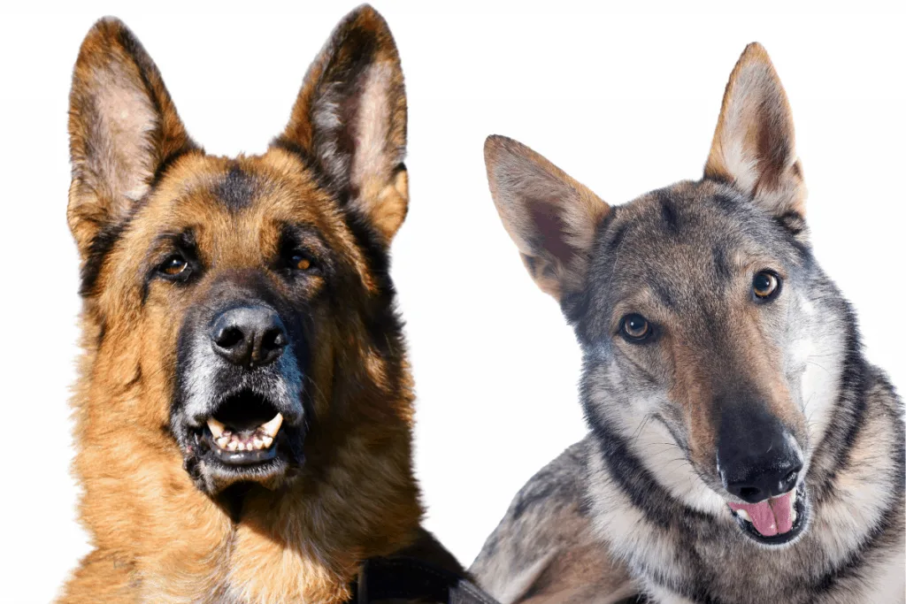 German Shepherd and Czech Wolfdog