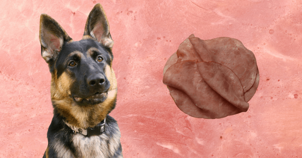 Dog and lunch meat