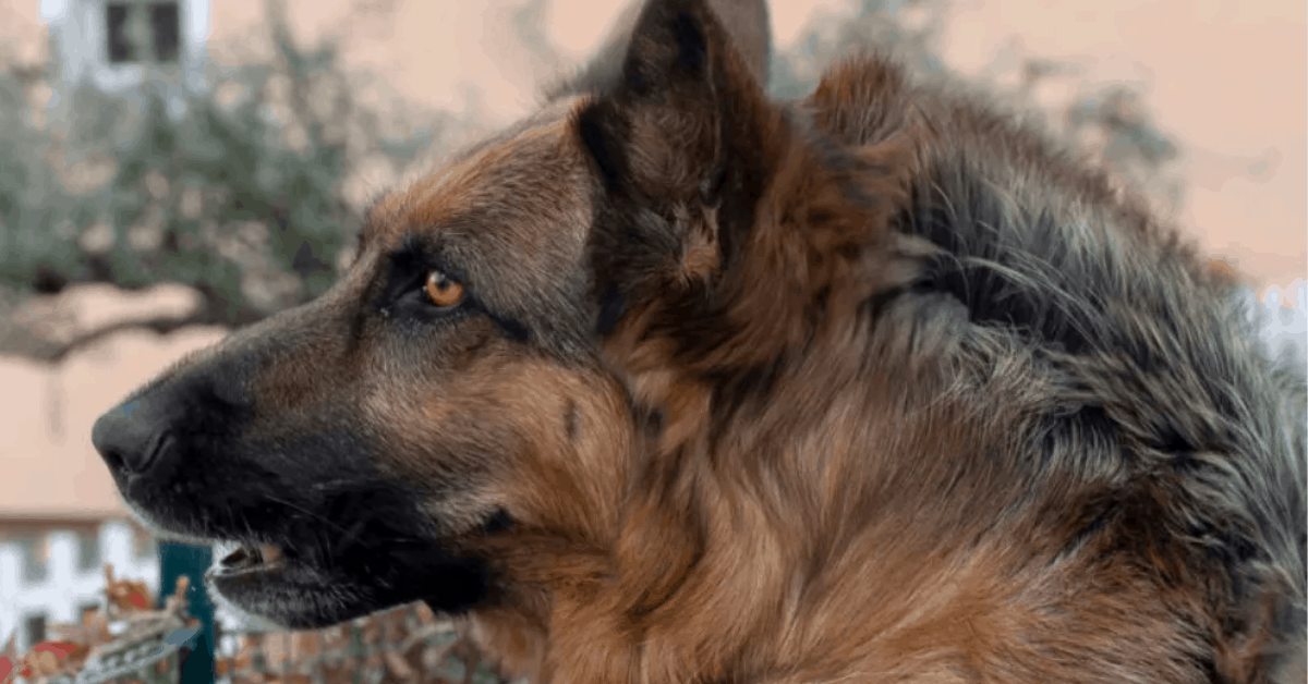 Why Does My German Shepherd’s Hair Stand Up? 6 Reasons The German