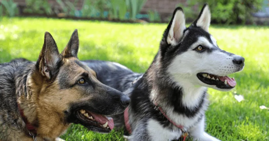 German Shepherd and Husky lying in grass