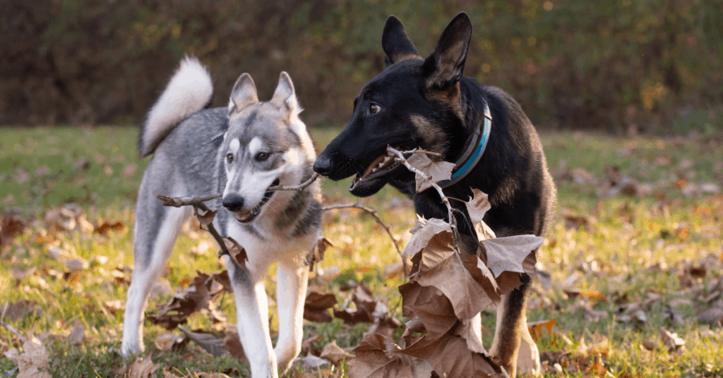 German Shepherd and Husky playing with stick