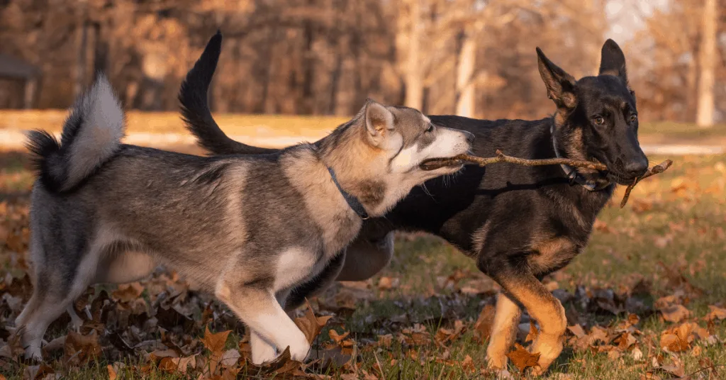 German Shepherd and Husky playing with stick