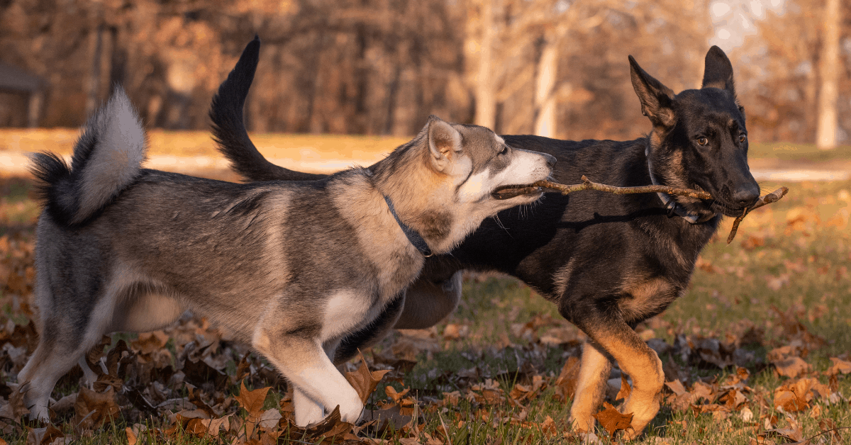 Can German Shepherds and Huskies Live Together? The German Shepherder